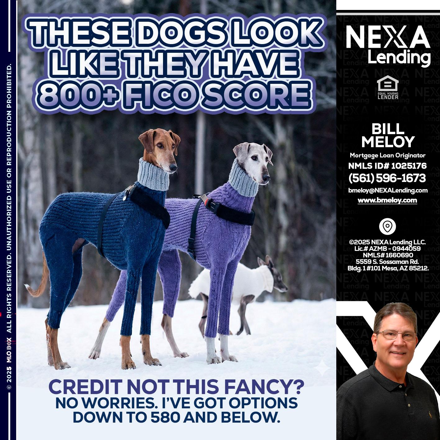 THESE DOGS LOOK - Bill Meloy -Mortgage Loan Consultant